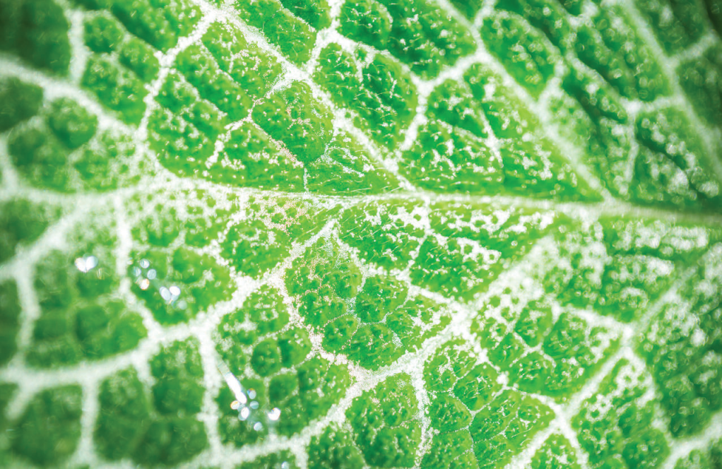 不同颜色叶片的叶绿素荧光光谱测量